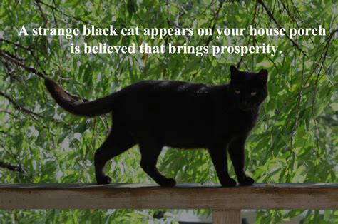 20 Superstitions About Black Cats - HubPages