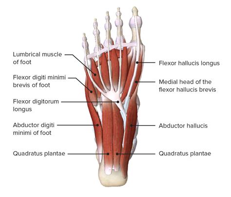 Muscles Of The Foot Laminated Anatomy Chart | canoeracing.org.uk