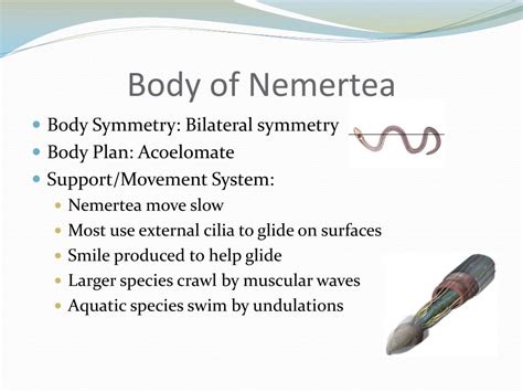 PPT - Nemertea PowerPoint Presentation, free download - ID:1897683