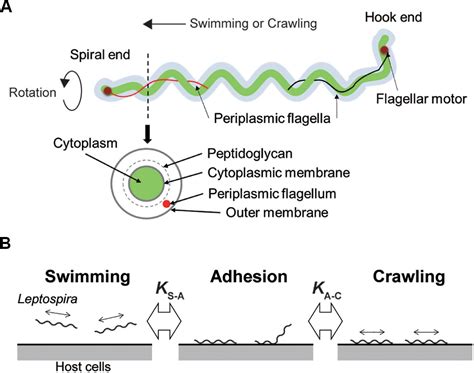 Leptospirosis Structure