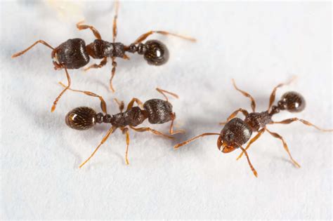 pavement ants 2 - Pointe Pest Control | Chicago Pest Control and ...