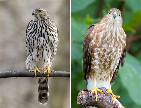 A Beginner’s Guide to IDing Cooper’s and Sharp-Shinned Hawks | Audubon