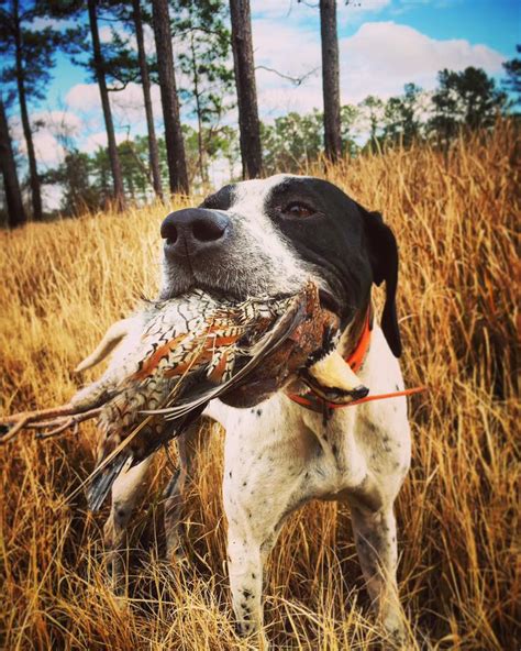 Quail Hunting - Deer Hunt in Alabama | Hog Hunt