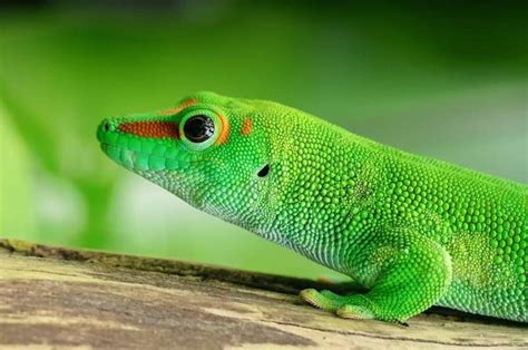 Penned release of green geckos has potential to help preserve ...