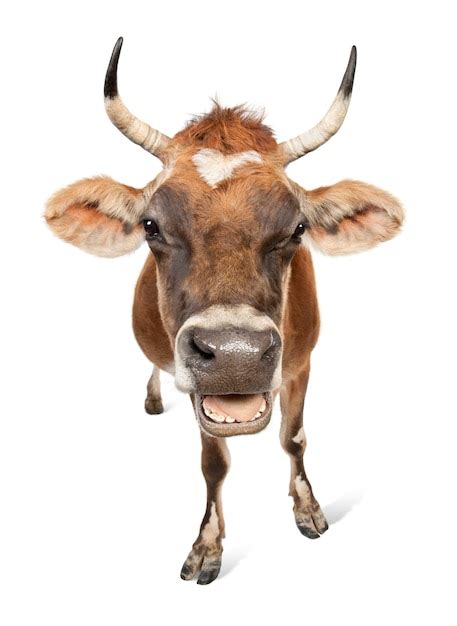 Premium Photo | Brown jersey cow on a white isolated