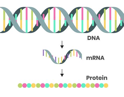 What is mRNA? The messenger molecule that's been in every living cell ...