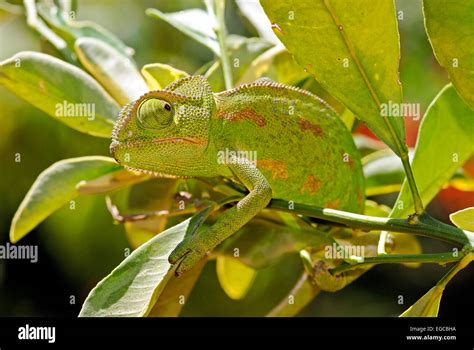 Chameleon camouflage Stock Photo - Alamy