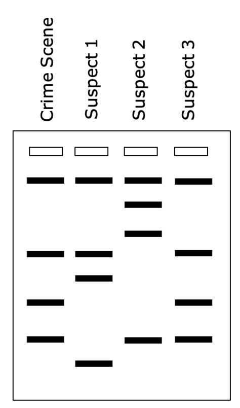 Gel Electrophoresis and DNA Fingerprinting – MHCC Biology 112: Biology ...