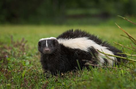 Creature Feature: Striped Skunk