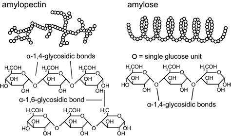 Corn Starch Structure