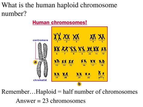 How To Find Haploid Number Of Chromosomes