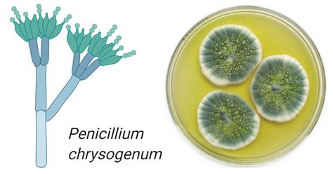 Penicillium chrysogenum- An Overview