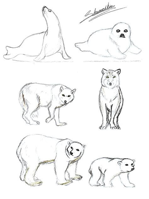 Tundra Animals Coloring Pages at GetColorings.com | Free printable ...