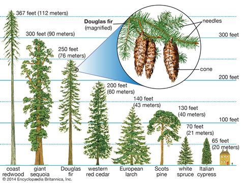 Conifer | Definition, Characteristics, Examples, Types, Classification ...