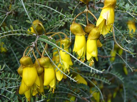 Alan Jolliffe: The Kowhai New Zealand's National Flower