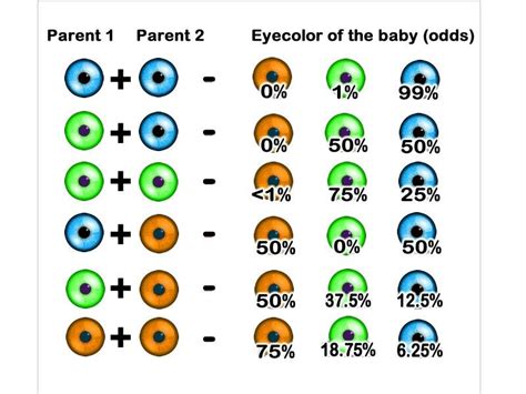 8 best eye color chart genetics images in 2020 eye color chart eye - a ...