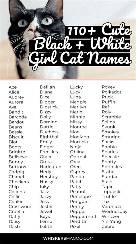 110+ Cute Black and White Cat Names for Girl Cats - Whiskers Magoo ...