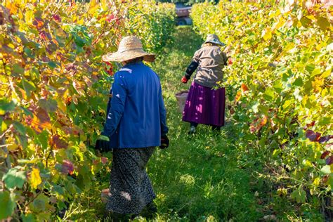 Traditional Georgian Winemaking Method