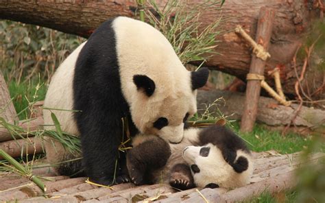 Panda Family Wallpapers - Wallpaper Cave