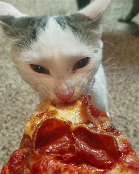 Pizza Cat 🍕 : aww