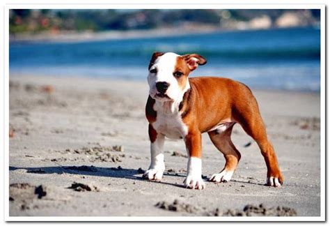 How to take care of a Pitbull puppy in 4 steps - Dogsis