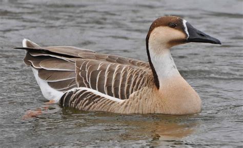 Swan Goose - British Waterfowl Association