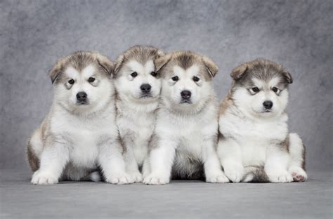 7 Things To Know Before Getting An Alaskan Malamute - Animalso