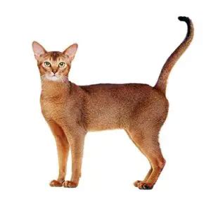 Best Abyssinian Cat Breeders - Cat Kingpin