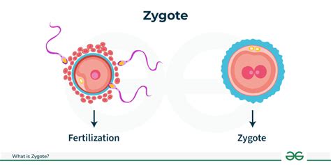 Zygote - Definition, Formation & Development Process - GeeksforGeeks