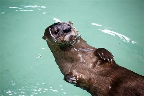 Take a Closer Look at our Otters’ Markings | Reid Park Zoo