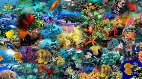 Colorful Fish Wallpaper Hd