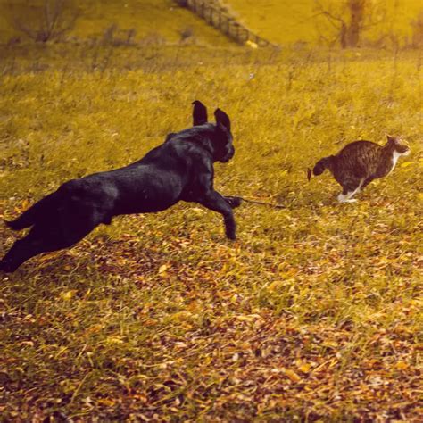 Why Dogs Chase Cats: Understanding the Instincts and Behaviors - Dog ...