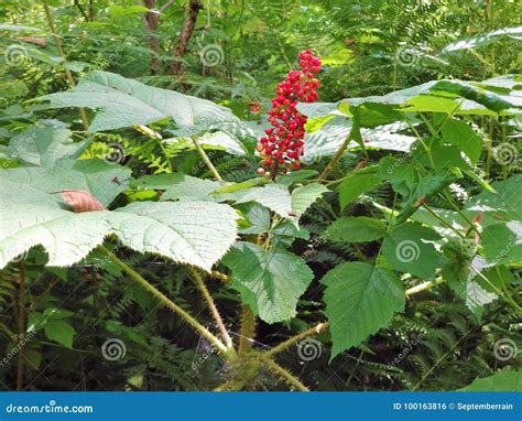 Red Berries Formed Devil`s Club Plant Stock Photo - Image of leaves ...