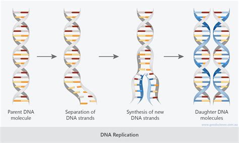 Cell Division – DNA Replication, Mitosis and Meiosis | Good Science