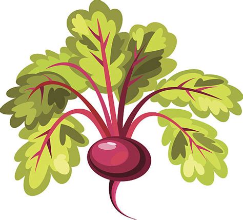 Royalty Free Sugar Beet Clip Art, Vector Images & Illustrations - iStock