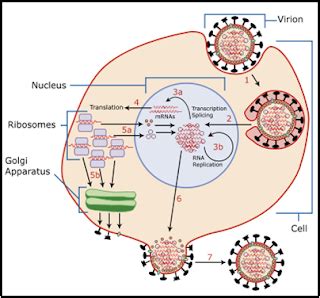 All about Viruses: Picornaviridae and Orthomyxoviridae