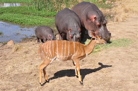 Sitatunga Facts - CRITTERFACTS