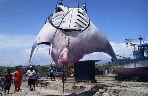 One-ton manta ray caught in northern Peru