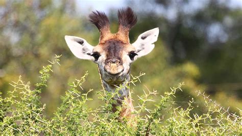 SAY HELLO! Dallas Zoo welcomes new baby giraffe - ABC7 Los Angeles