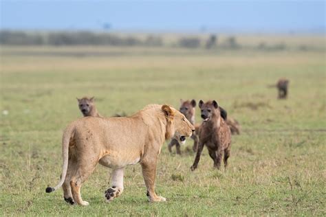 Lion vs. Hyena: Who Wins in a Fight? (+ Vital Facts)