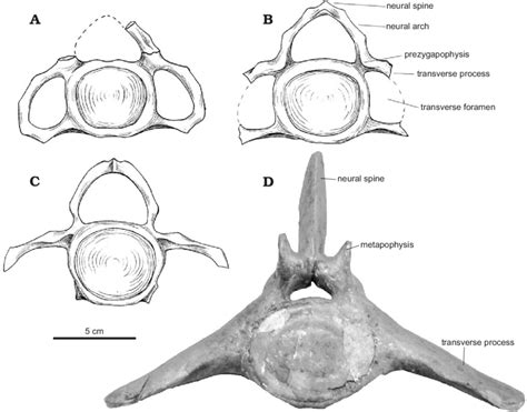 Selected vertebrae of the cetotheriid baleen whale Cetotherium ...