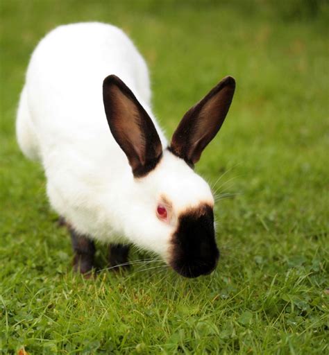 The 10 Best Pet Rabbit Breeds for Children - PetHelpful