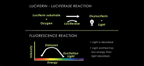 How Different Luciferin-Luciferase Systems Are Used In Biotechnology ...