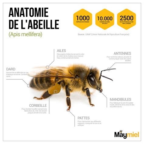 Anatomie de l'abeille (Appis mellifera) | Abeille, La vie des abeilles ...