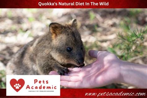 What Do Quokkas Eat? Know About The Quokka Facts! – Pets Academic