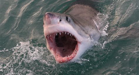 Want to See an "Epic" Video of a Great White Shark Eating a Whale?