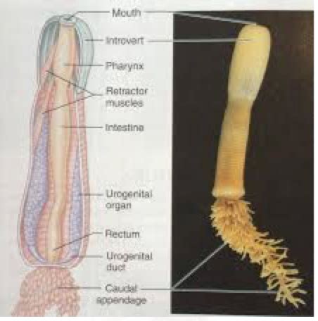 PHYLUM PRIAPULIDA Flashcards | Quizlet