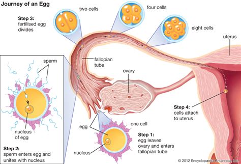 Pin on FEMALE REPRODUCTIVE SYSTEM