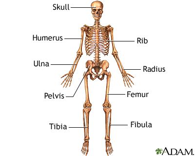 Anterior skeletal anatomy: MedlinePlus Medical Encyclopedia Image