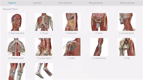 3d human anatomy atlas 2 - ostashokX